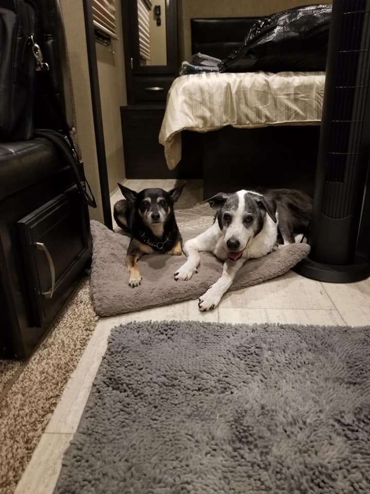 Our two dogs resting together inside the RV