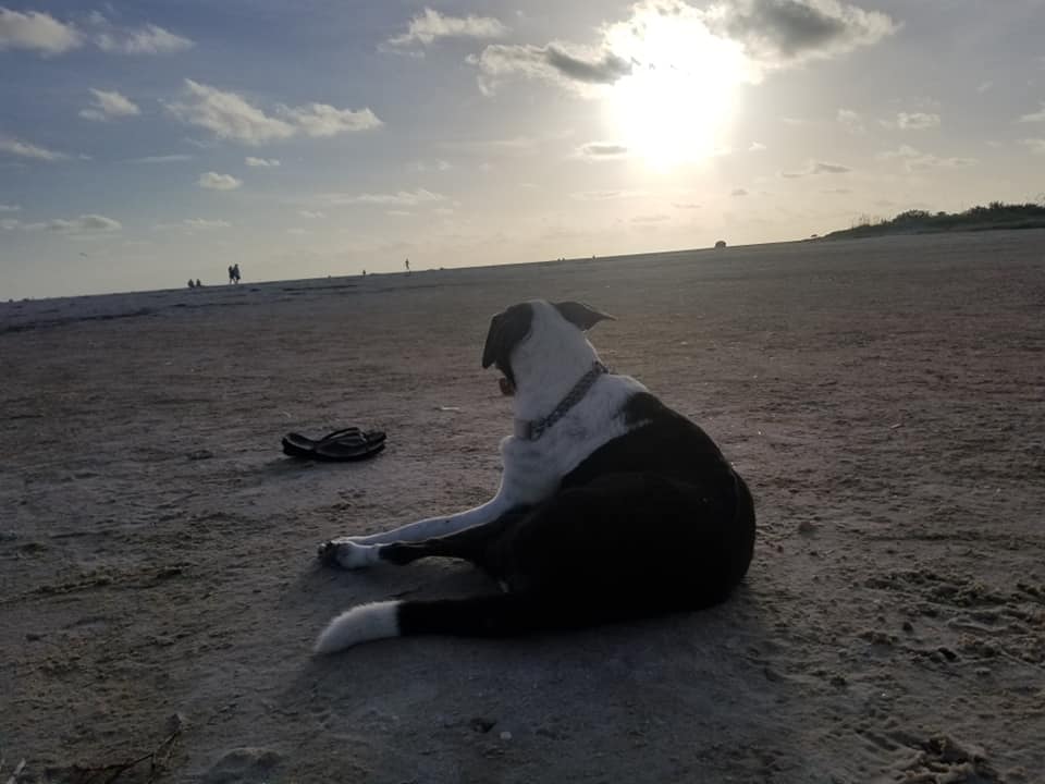 Our dog relaxing on the beach during our Honeymoon Island outing