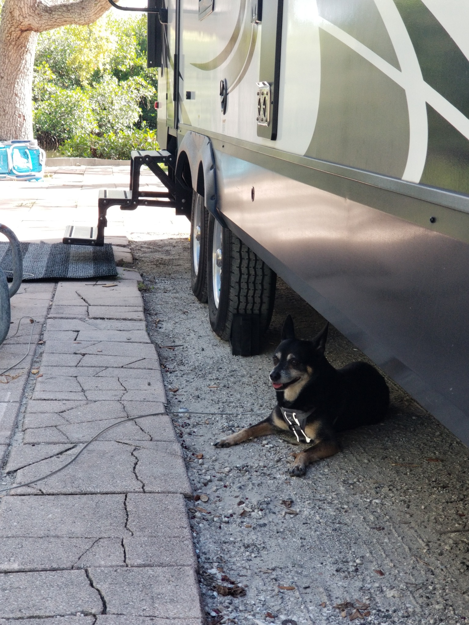 Our dog resting in the shade beside the RV