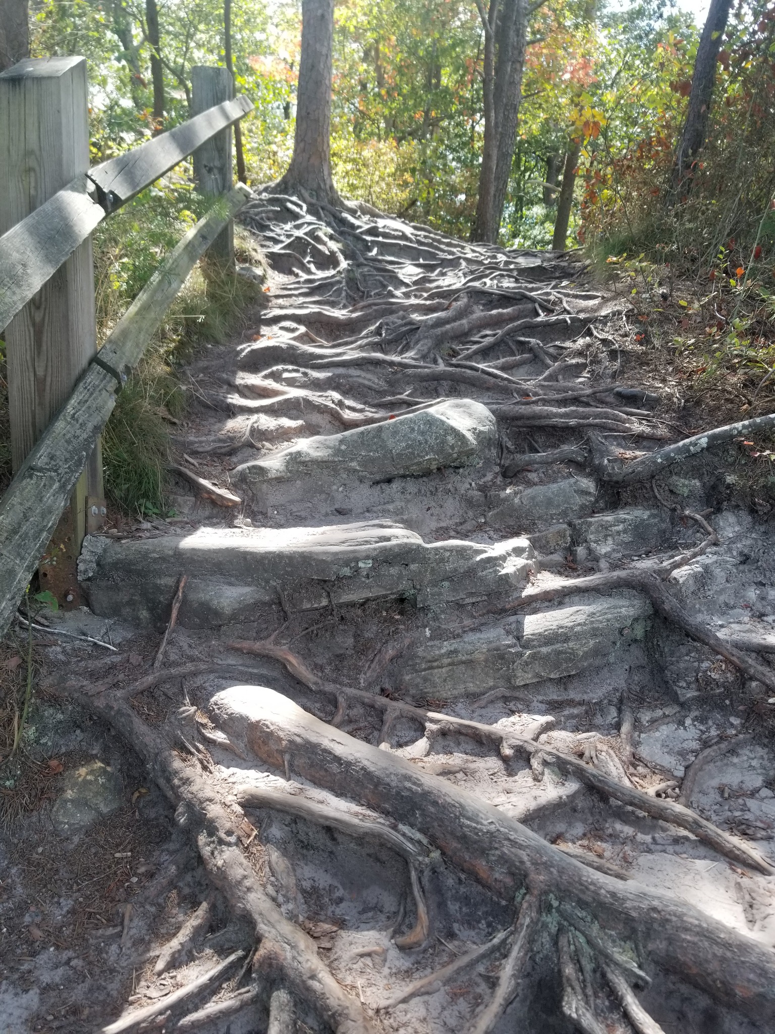 Exposed roots and rock steps on a Cloudland Canyon hiking trail