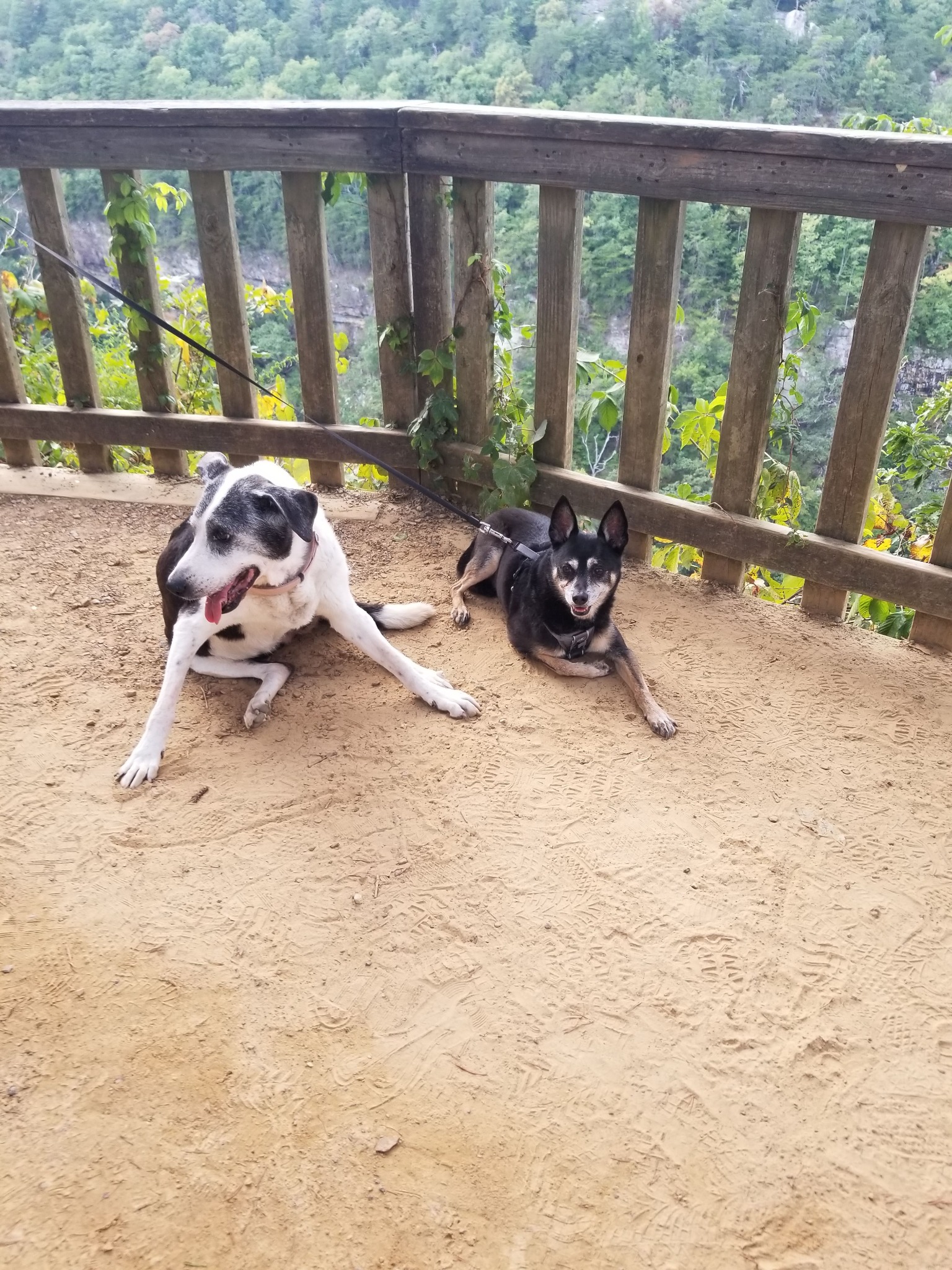 Our two dogs resting beside a wooden railing at a Cloudland Canyon overlook