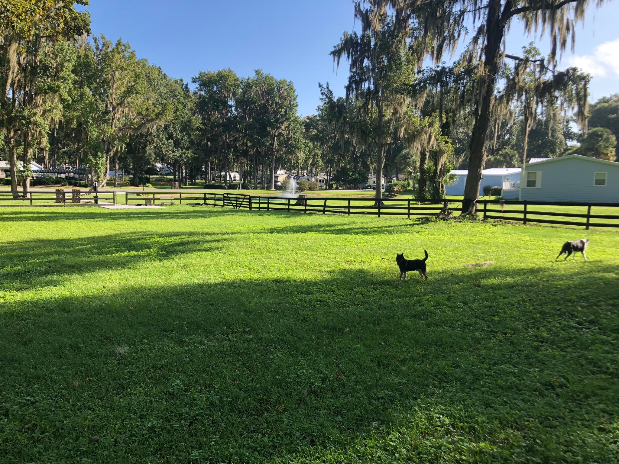 Our dogs exploring the large grassy dog park at Ocala North RV Resort
