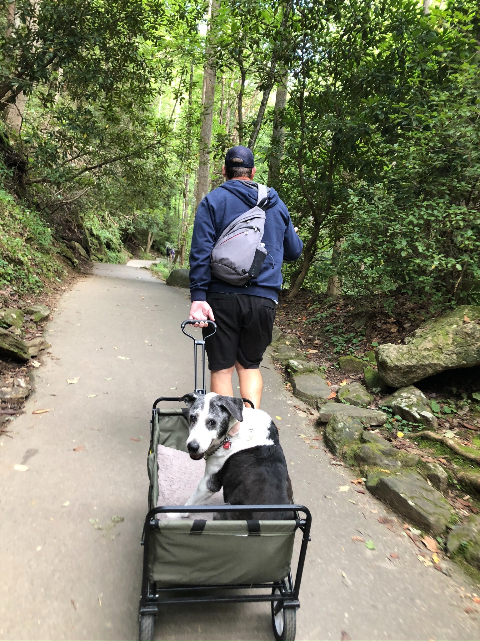 Scott pulling Zoey in a wagon along the paved wooded path to Anna Ruby Falls