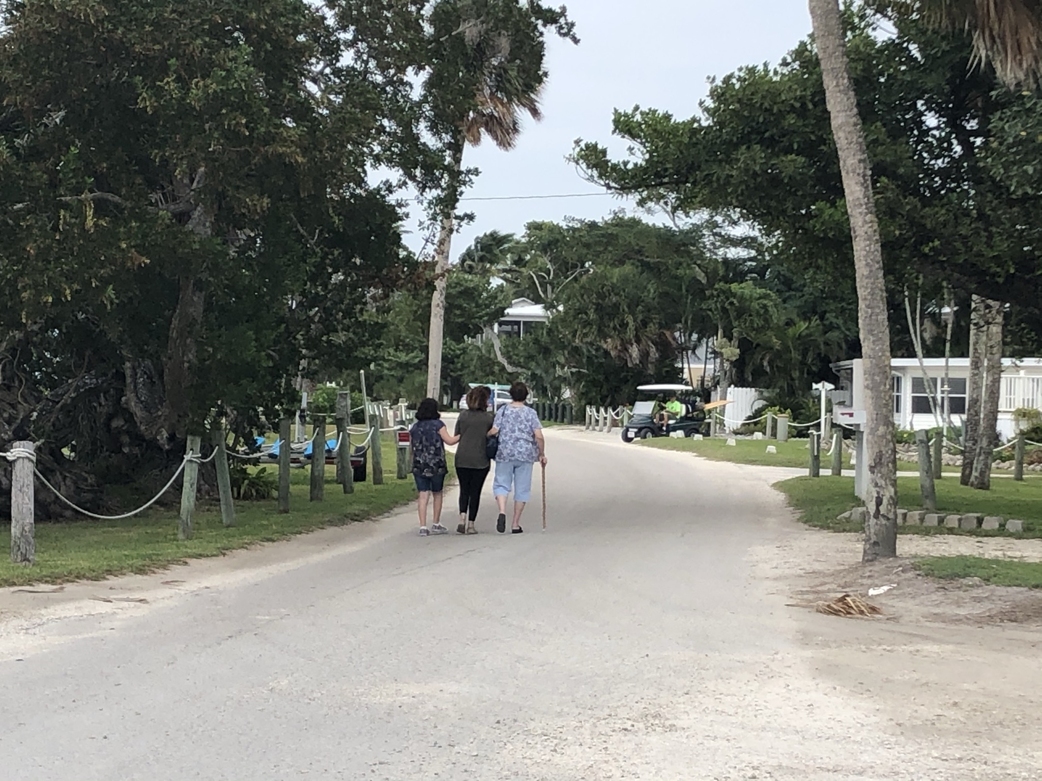 Family members walking along a palm-lined road